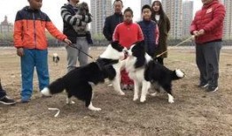 网友爆料训犬师视频,网友爆料视频曝光
